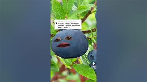 All thoughts expressed are the opinion of the original poster and the original poster only. . Beatboxing blueberry